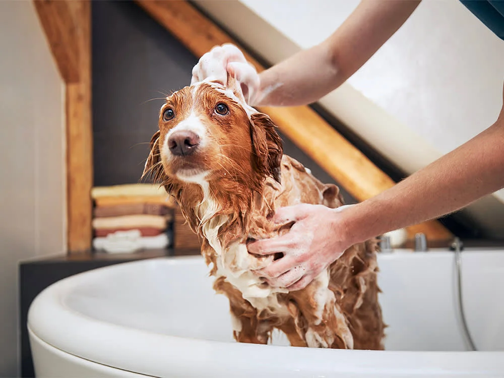 Bath & Brush (With Tick Treatment) For Dogs