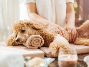 Massage, Bath, & Brush Lux