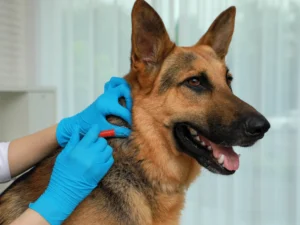 Bath & Brush (With Tick Treatment)